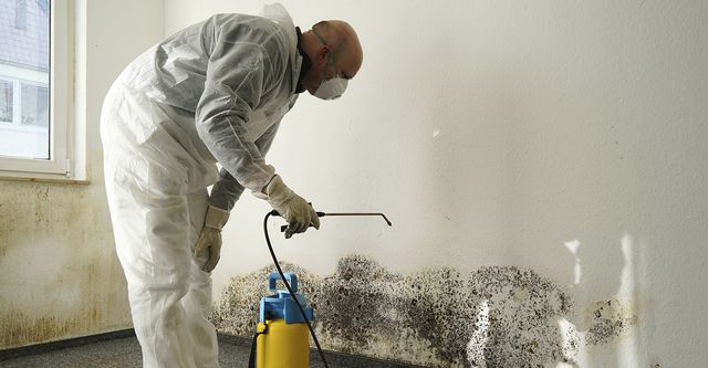 companies that test for mold