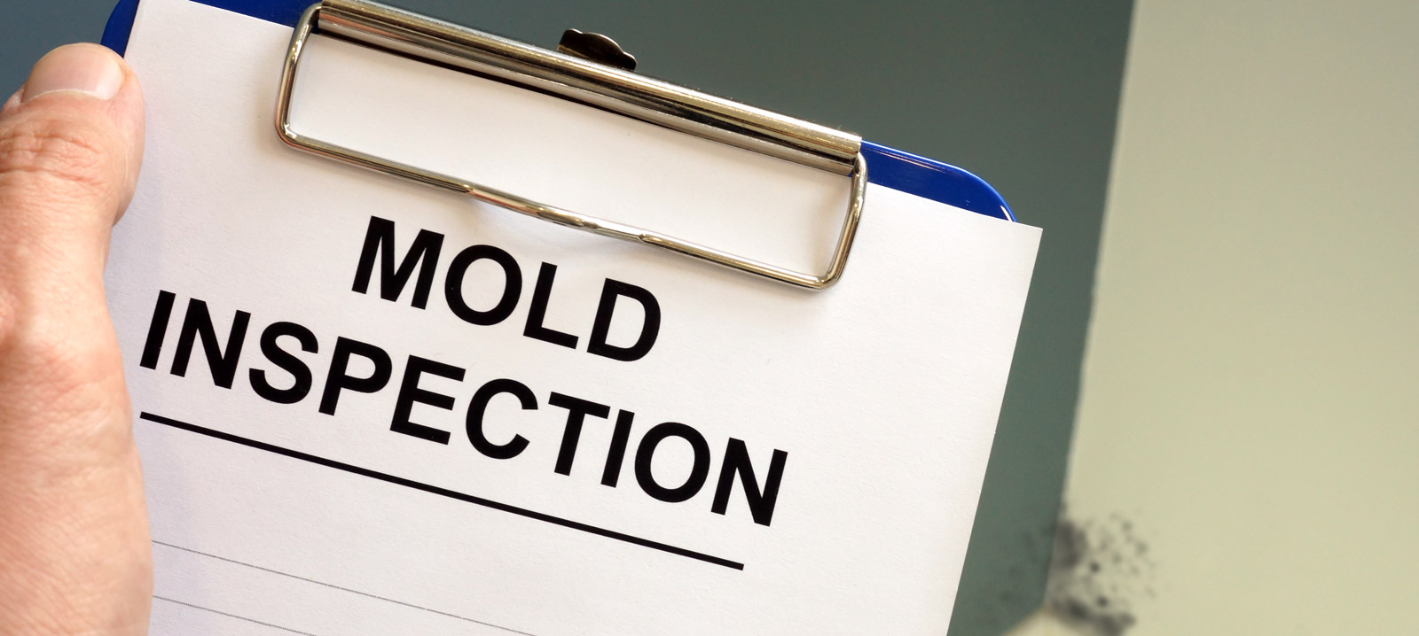 photo of Mold Inspection Services 101: What You Need to Know Before You Hire