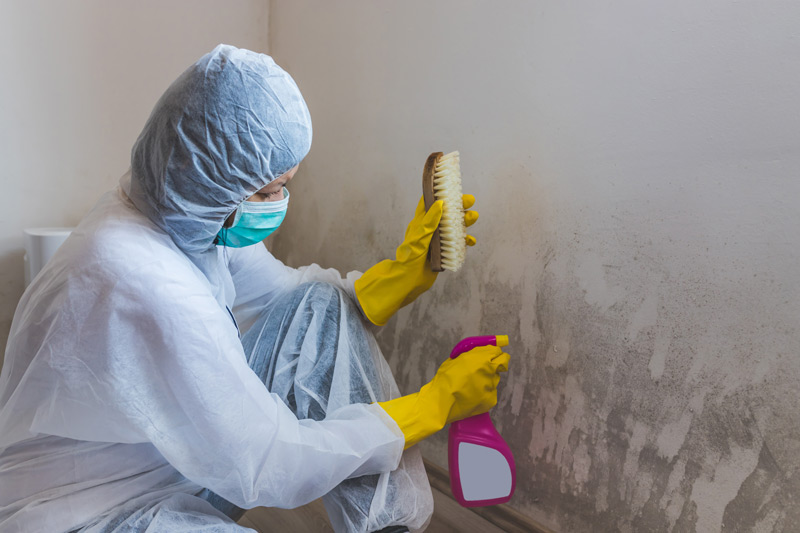 How to Remove Mold from Painted Walls